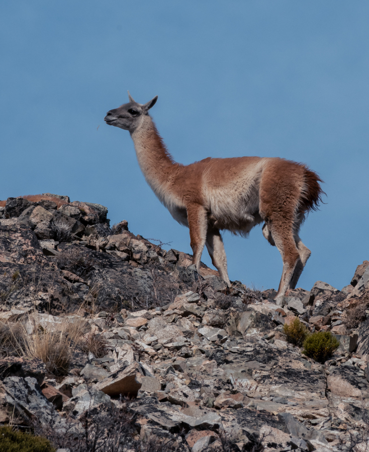 Cerro Hornocal Jujuy